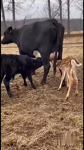 351K views · 7.2K reactions | Wildlife officials were notified after...