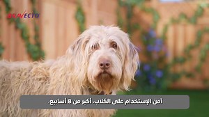 برافكتو اختيارك الأول لحماية من القراد والبراغيت لأنه بيوفر حماية اطول لمدة ١٢ اسبوع وبدون أي اعراض جانبيه ودا بتجربة كل أطبائنا البيطريين. 🐶🐶 برافو برافكتو برافو...👏👏 للاستفسار برجاء ارسال رساله وسنقوم بإرسال كافة التفاصيل. Bravecto is your first choice against ticks & fleas as it provides 12 weeks of protection without any side effects with all our veterinarian experience.🐶🐶 Bravo Bravecto.. Bravo.. 👏👏 For details please send a message & we will shortly send all information needed. #br