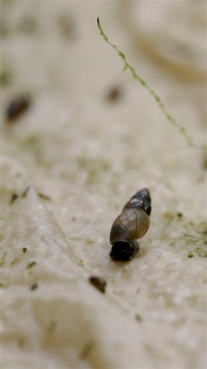 4.3K views · 51 reactions |  Drumroll, please… the great pond mud...