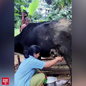 Sembagame Sembagame 😂, பால் கறக்கும் VJ Deepika | Behindwoods