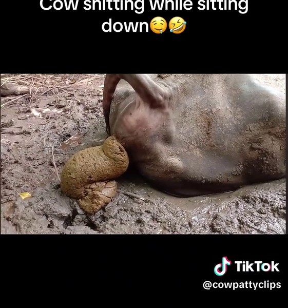 #cowpooping #cowpie #PoopingCow #animalspooping #cowsoftiktok | Cows Of TikTok