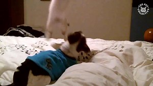 Cats vs Dogs: The Ultimate Fight Battle