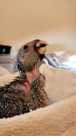 5.8K views · 145 reactions | From the Nursery! This critically endangered Red-browed Amazon chick is 30 days old today. Developing beautifully! #redbrowedamazon #redbrowparrot #endangeredspecies #babyparrot FIU College of Arts, Sciences & Education FIU Institute of Environment | Rare Species Conservatory Foundation | Facebook