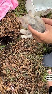 13K views · 352 reactions | Rescue 3 stray kittens in a hole | Rescue Animals USA | Facebook