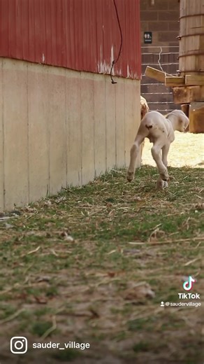 2.2K views · 37 reactions | Lamb Life ✨ #saudervillage #farmfriday #livinghistorymuseum #archbold #ohio #OhioFindItHere #discoverohio | Sauder Village | Facebook