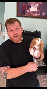 Cocker spaniel | Small breed puppies for adoption