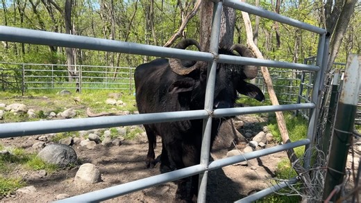 Life with a naughty water buffalo- Tundra! Xoxo | The Barnyard Sanctuary