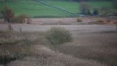 A female Marsh Harrier patrolling the reedbeds at Leighton Moss RSPB...