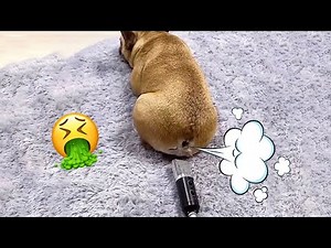 TRY NOT TO LAUGH Cats And Dogs Reaction To Fart Bad Pets 💨😂
