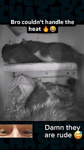 10K views · 26 reactions | This little squirrel couple is just making out in a room full of guests, no respect  #fyp #trending #viral #FreedomChasers #reaction #wild #wow #funny #haha #comedy #parody #squirrel #couple #kissing #respect #love #datenight #heatingup #wow | Freedom Chasers | Facebook