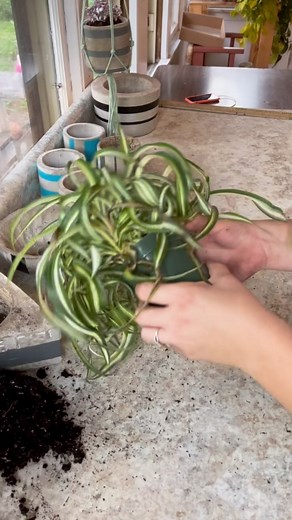 Since Spider Plants enjoy being a bit root bound it can be easy to miss if they overgrow their pot and start blocking drain holes. Pay close attention because if your plant’s roots don’t allow for proper drainage, the roots will sit in excess water and rot. . . . #spiderplant #plants #houseplants #plantsofinstagram #plantsmakepeoplehappy #indoorplants #monstera #pothos #plantlover #plant #plantmom #chlorophytumcomosum #spider #spiderman #houseplantsofinstagram #succulents #snakeplant #nature #of