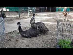 Mating of emu