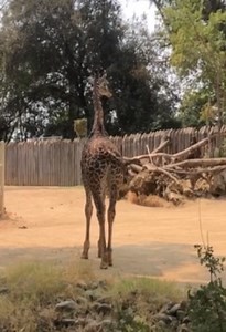 And, award for 'Best Fly Swatter' goes to....🥁🥁🥁 #SacramentoZoo | Sacramento Zoo