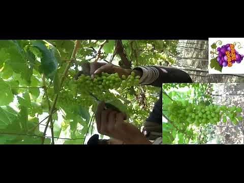How to Thin Grapes? Grapes Thinning.