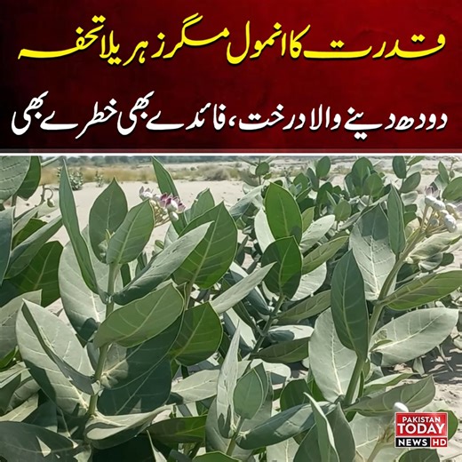 The Mysterious Aak Plant of Rajanpur | Nature’s Medicine or Hidden Danger? | Pakistan Today News #AakPlant #MilkGivingTree #NatureMystery #TraditionalMedicine #HerbalHealing | Pakistan Today News
