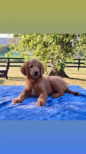 💜🐶 These adorable Goldendoodles are searching for their forever homes 💜🐶 Feel free to share with friends #goldendoodlepuppylove #goldendoodle #goldendoodles #goldendoodlepuppy #goldendoodlepuppies #goldendoodlelife #goldendoodlelove #standardgoldendoodle #heartnhound #heartandhound | Heart & Hound