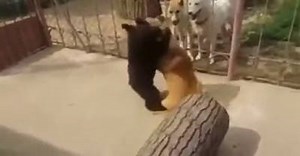18 reactions | Do not mess with this bear. | Make A GIF | Facebook