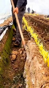 19K views · 23 reactions | Yellow chives harvesting #fyp #post #reels | Oumi Yasmine | Facebook