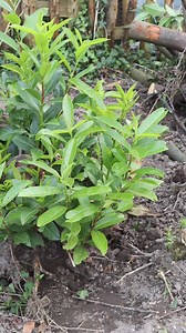 Baum und Sträucher Stümpfe zu entfernen kann schon eine lästige Arbeit sein. Ich habe deshalb drei Varianten getestet, wie mir die Arbeit am besten von der Hand geht. Natürlich kann man sich eine Wurzelfräse oder einen Gala Bauer besorgen, aber ich wollte es selber machen ohne "viel" Aufwand. Wie macht ihr es?🌱 #garten #selbstversorgung #growing #gemüsegarten #balkongarten #organicgardening #organisch #gemüseanbau #tipps #diy #sparen #regional #gartenblogger #gärtnernfüranfänger #gardenlover #g