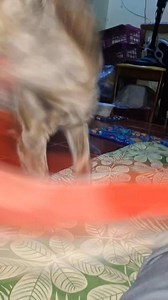 294K views · 3K reactions | Tapos na kami lumabas at nagawa na lahat lahat ng gawin sa labas tapos pagpasok di pa rin manahimik m4ngalab!t ng mang4labit kay Mama.. | Team Mama & Maya | Facebook