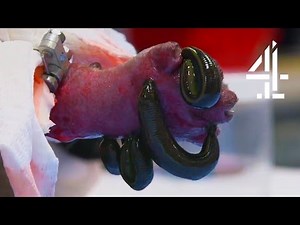 Using Leeches To Save A Kitten's Life | The Supervet | Channel 4