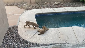 These bobcat kittens wandered into Megan Lee's pool up in Oro Valley! What have you spotted in your neighborhood? Show us at kgun9.com/photobooth | KGUN 9