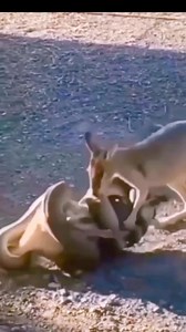 79K views · 200 reactions | Snake  vs kangaroo 輦 #reelsvideo #reelsfb #fbreels #reelsinstagram #trend #viral #trending #funny | nature lover | Facebook