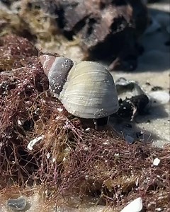 Educational Programs Available on Marco Island🐚 Cloudy Periwinke snails are snails you see on the mangrove trees under the stumps on the islands .Periwinkles are found along the coast of Southwest Florida living above the high tide line mostly on dead tree trunks / branches. The periwinkles are gastropods that became almost completely independent of the aquatic environment. They feed on micro algae and fungi that grow on the hard surface above the high tide. The females return to seawater to la