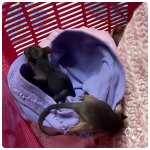 1.5K views · 52 reactions | Koala Hospital Port Macquarie on Reels | Facebook