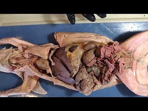 Abdominal Organs - Rabbit Internal Organs Video for Biology 1107