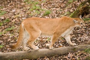 MDC confirms female mountain lion in Shannon County