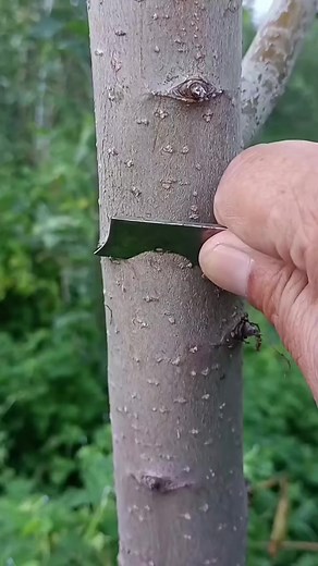 Apple tree bud grafting #grafting #graftingtechniques #fyp #foryou | Grafting Planting