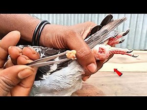 Pigeon Pox care & Treatment |Home Remedies & Safe Natural Treatment& Care Tips|Sick to Healthy