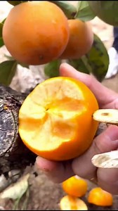 2.9K views | The sweetness of the persimmon chocolate that you can eat right off the tree, the crispness of the apple | Geographical Beauty | Facebook