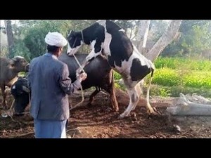 natural animal mating cow bull and buffalo#crossmeeting#hybridmating