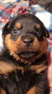 "Get ready to fall in love with the cutest Rottweiler puppies! These adorable bundles of joy are full of energy and ready to steal your heart. From their playful antics to their loyal nature, raising Rottweiler puppies is an experience like no other. 🐾❤️ #Rottweilerpuppies #cutepuppies #puppiesofinstagram #puppylove #puppylife #dogsofinstagram #puppyoftheday #Rottweilerlove #adorablepuppies #puppygram #puppydogeyes #doglovers #puppycuddles #dogsofinsta #puppykisses #puppytime #instapuppy #puppy