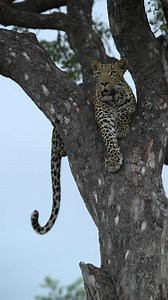 15K views · 572 reactions | Small cats purr, big cats chuff. An affectionate greeting for our guests  #OurSingita | Singita | Facebook