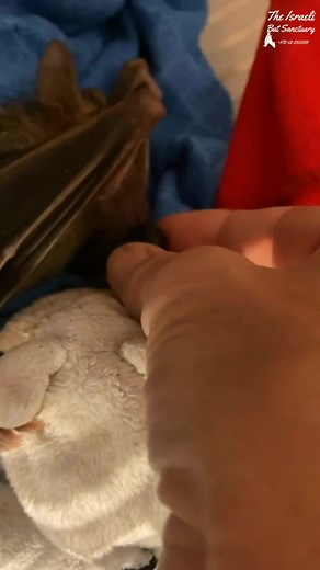 9.4K views · 908 reactions | injured rescued bat enjoying some sweet sweet blueberries #batrescue #fostercare #animalsanctuary #rescue #wildlife #fruitlover #yummy #blueberries #munching #batsofinstagram | The Israeli Bat Sanctuary | Facebook