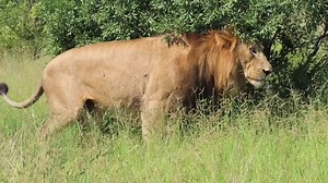 15K views · 468 reactions | Two pride male showing their dominant posture as they reunite from their respective territory patrol duties #animal #naturelover #lions #travel #wild #wildlife #nature #lionking #wildanimals #bush #Amazing #borntobewild #AfricanBushKingdom | African Bush Kingdom | Facebook