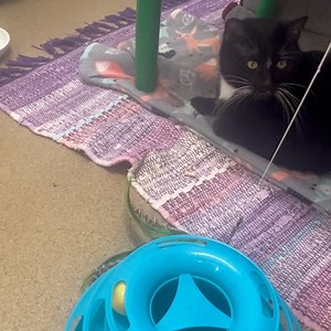 Heartland Humane Shelter & Care on Reels | Facebook