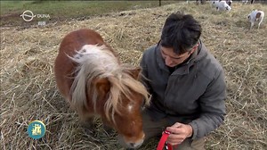 328K views · 5.5K reactions | Első ránézésre olyan, mint egy hintaló. A bundája selymesen puha, mindössze 60 centi magas, és Luna névre hallgat. Az ország legkisebb pónijáról van szó, aki Újszentmargitán egy pónifarmon nevelkedik, habár 60 centinél magasabbra nem fog nőni. ⬇️ #családbarát #dunatv | Család-Barát magazin | Facebook