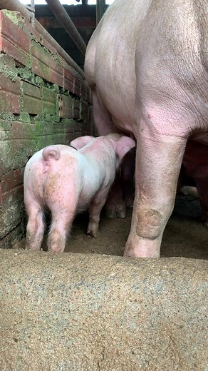 So pretty pig ❤️ #pig #piggy #pigs #pigsofinstagram #minipig #animals #love #cute #piglets #piglife #pigstagram #piggies #oink #pork #guineapig #piglets #minipigs #piglove #cutepig #petpig #piglover #farm #pigsaspets #farm #piggy #piglets #pigbreed #breeding #superpigbreed #pigfarmingforbeginner #technologypigfarming | Pig Videos