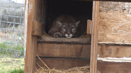 Mountain lion Patty Kay relaxing in her den after finishing her meal | Safe Haven Wildlife Sanctuary