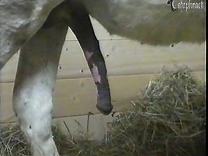 Animal. .gay. .male.donkeys.mating