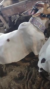 9K views · 48 reactions | Gir gai mandi  360 ki jori | Baba Goat & Cattle Farm | Facebook