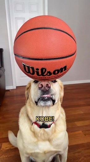 Blind Dog Balances Basketball in Tribute to Kobe Bryant