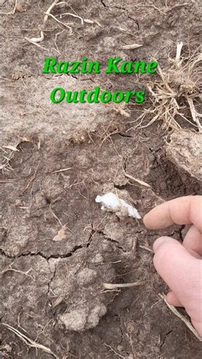 Missouri arrowhead #indian #arrowheads #artifacts #discovery #shorts