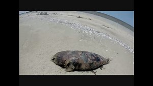 《廃墟紀行》#25『中河原海岸』~女子中学生３６人溺死~