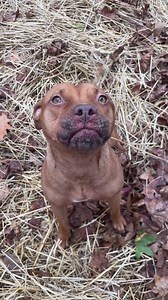 #misplacedmutts #penelope #naughty #cute #adoptme | Misplaced Mutts