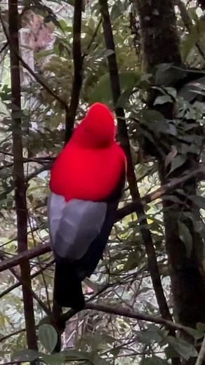 Cock of the rock | Christian Sanchez Photography